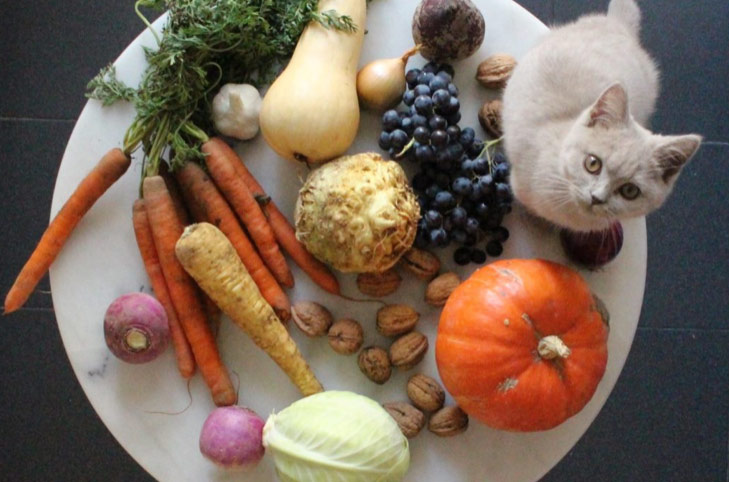 Assiette de légumes avec chat